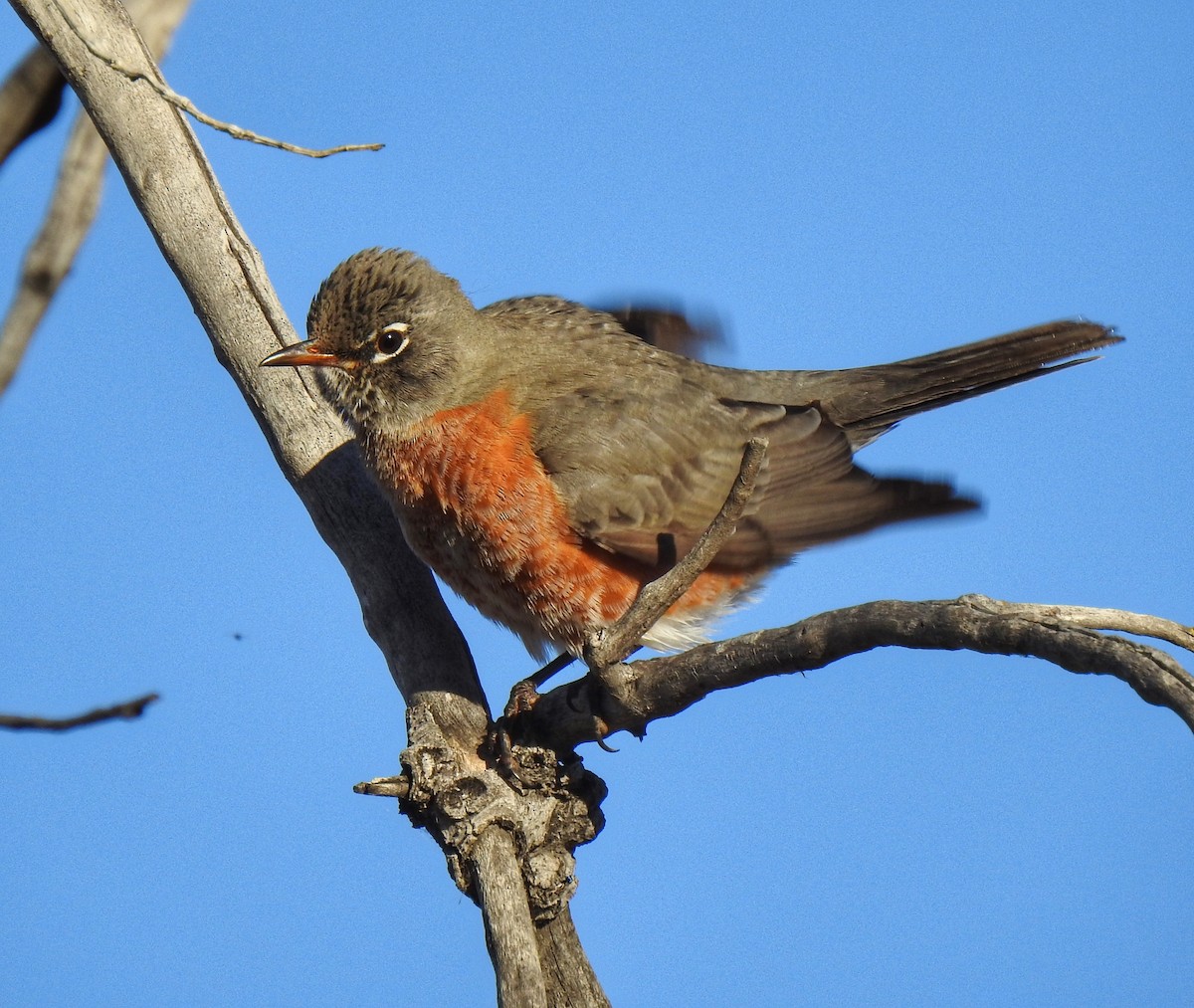 American Robin - ML433371471