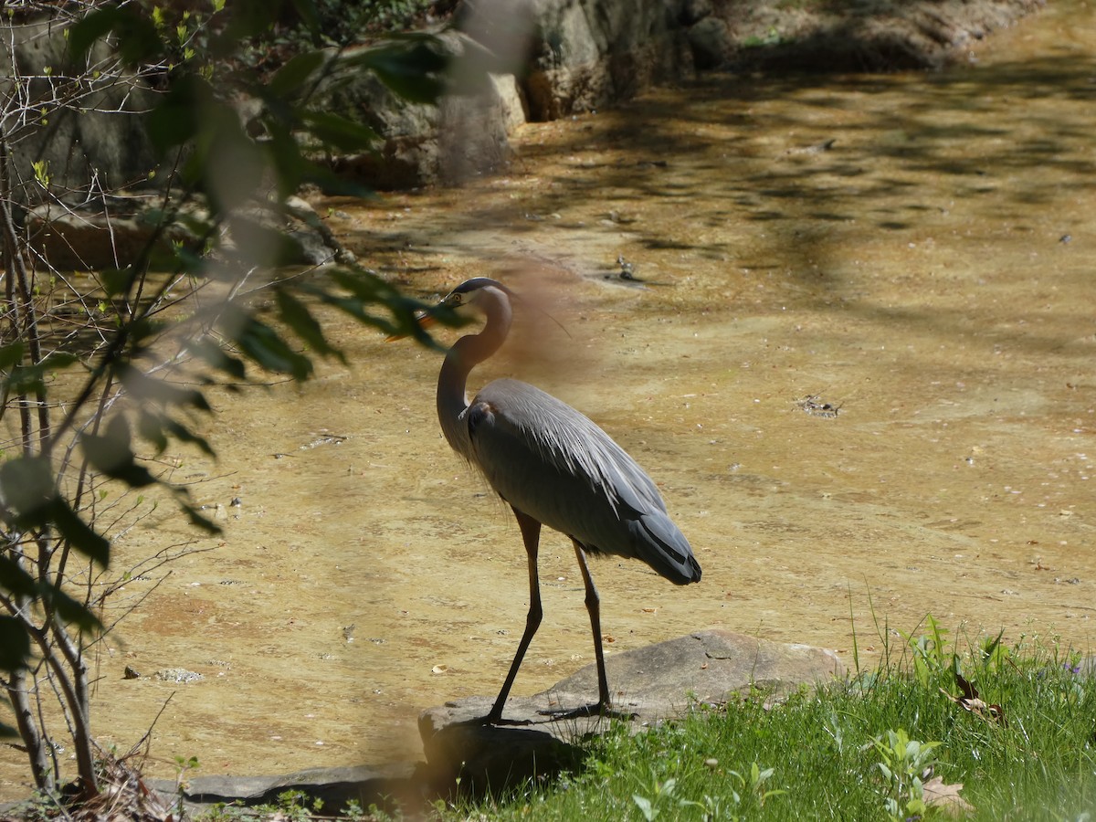 Great Blue Heron - ML433371731