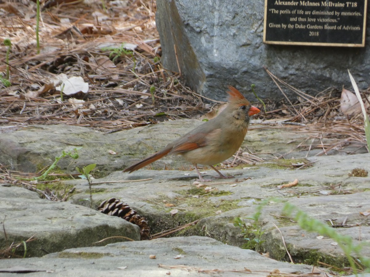 Northern Cardinal - ML433371761