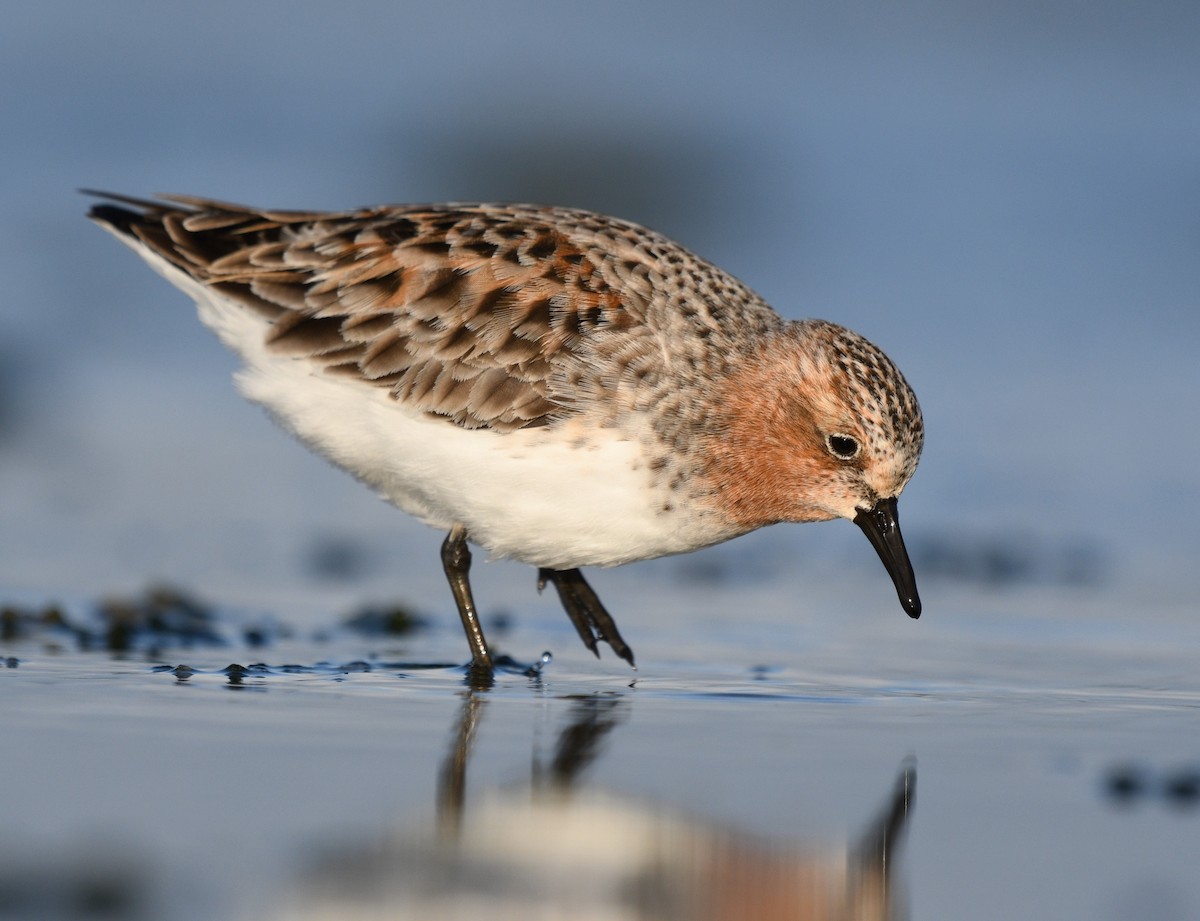 Red-necked Stint - Michael Daley