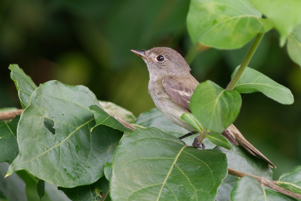 Willow Flycatcher - ML433374191