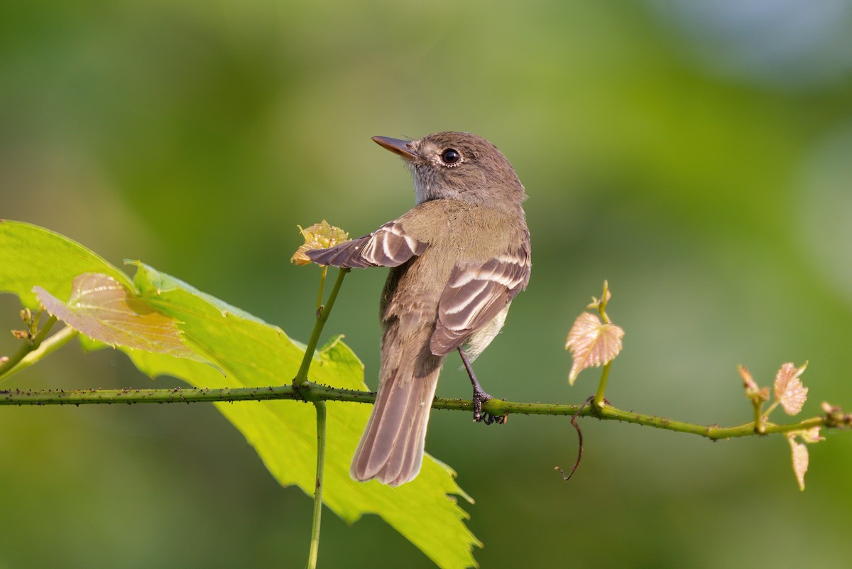 Willow Flycatcher - ML433374211