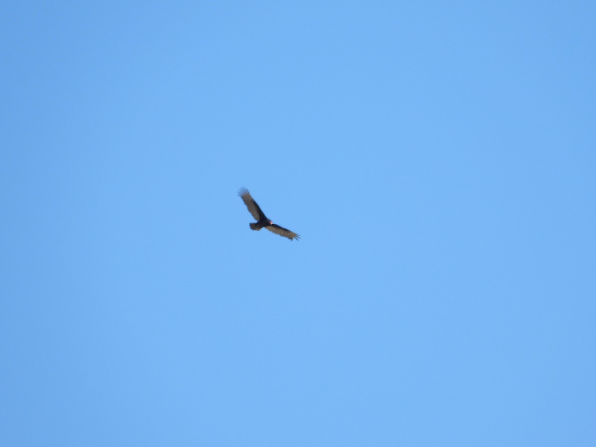Turkey Vulture - ML433374231