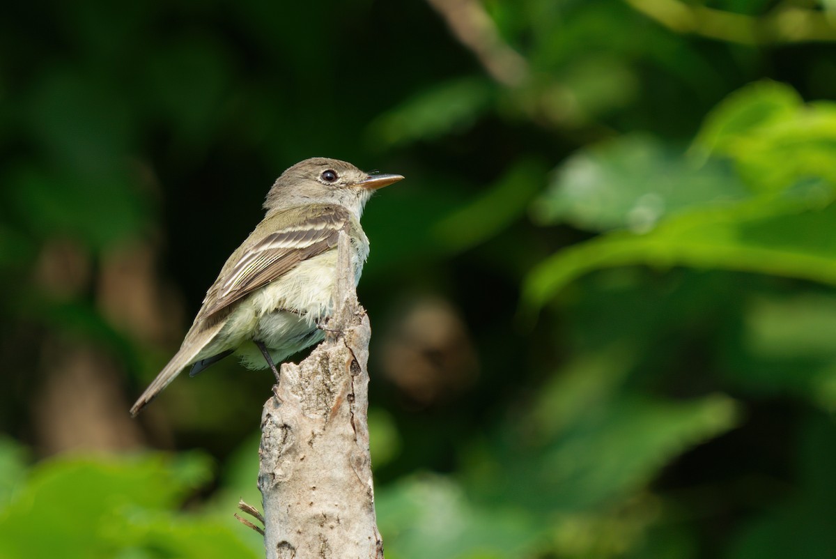 Willow Flycatcher - ML433374241