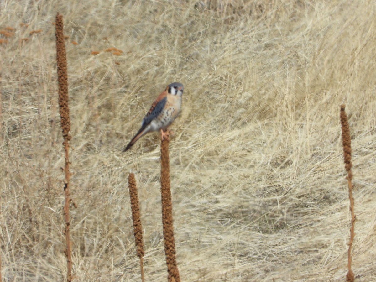 American Kestrel - ML433374261
