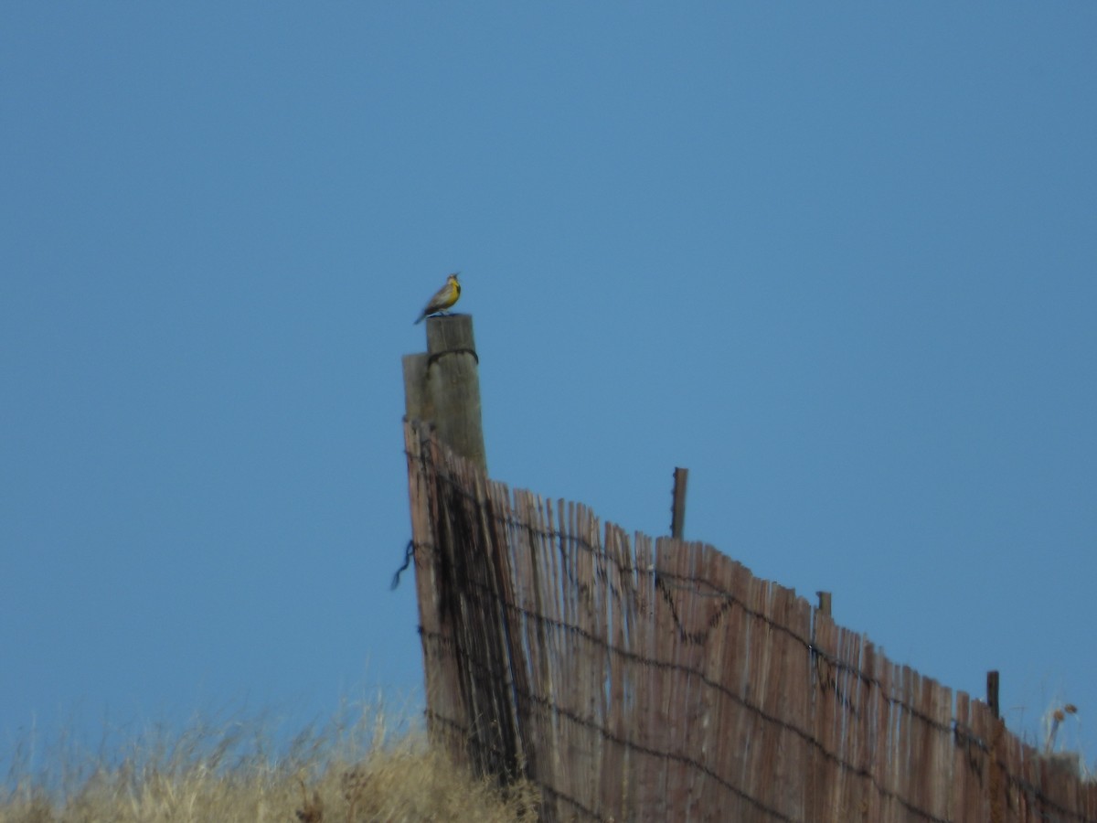 Western Meadowlark - ML433374351