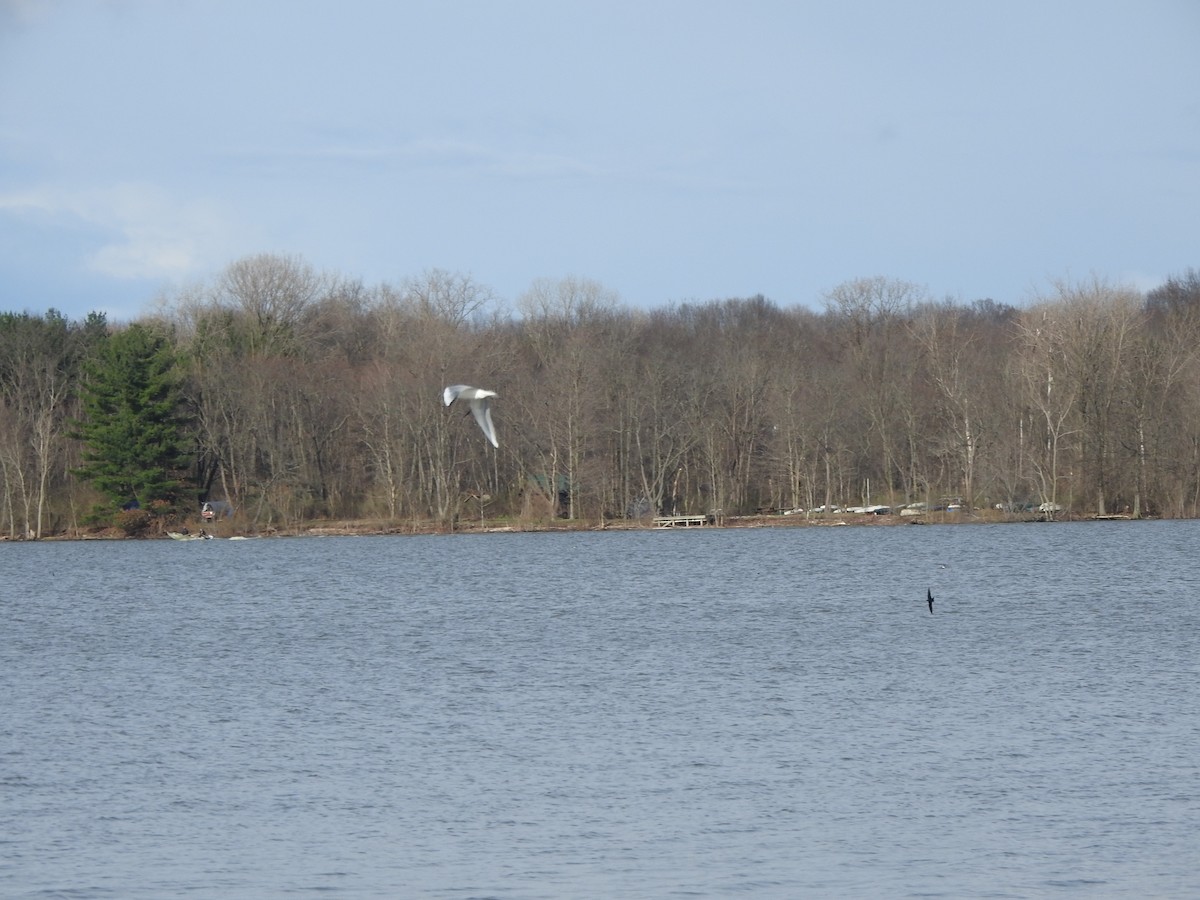 Bonaparte's Gull - ML433374921