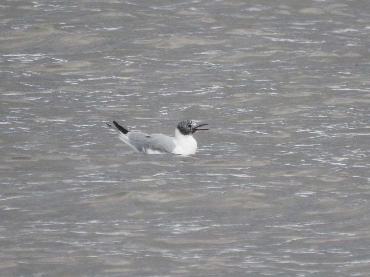 Mouette de Bonaparte - ML433374931