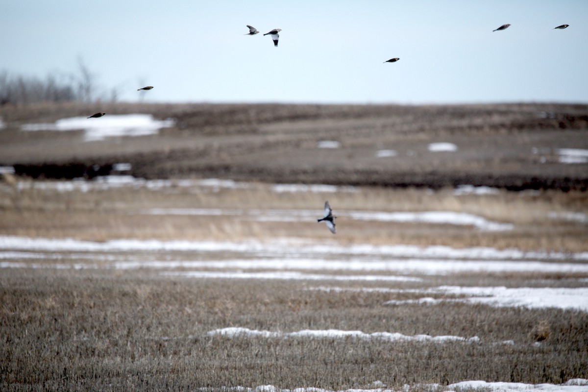 Lapland Longspur - ML433376291