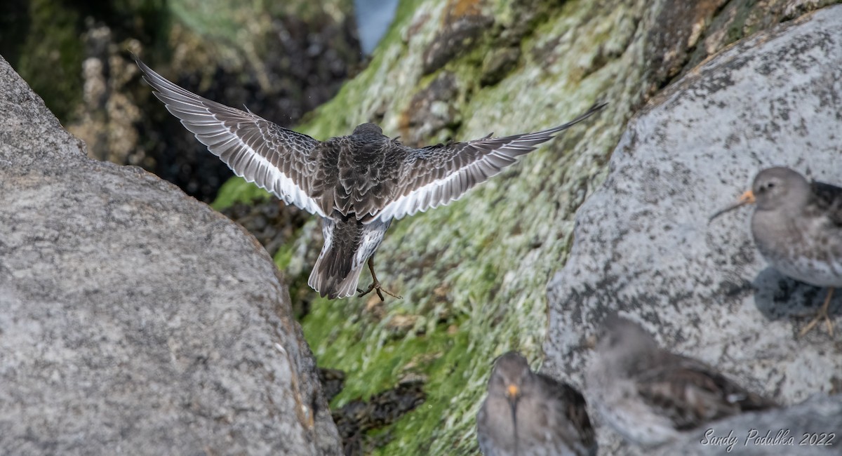 Purple Sandpiper - Sandy Podulka
