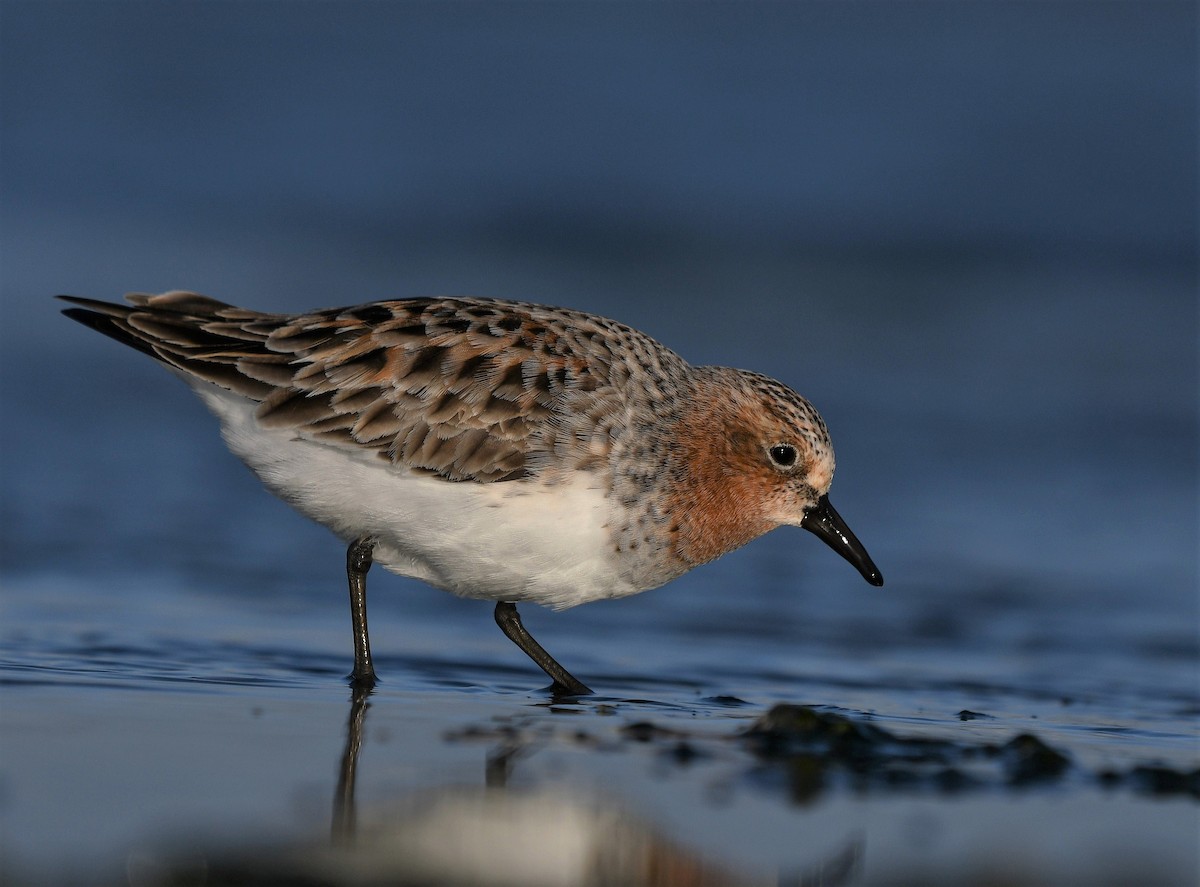 Red-necked Stint - Michael Daley