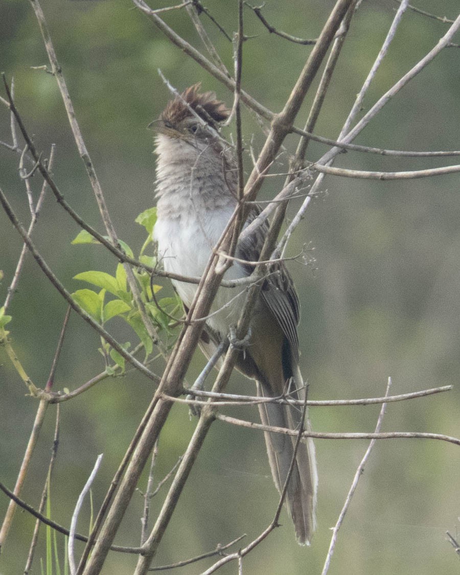 Cuclillo Crespín - ML433378691