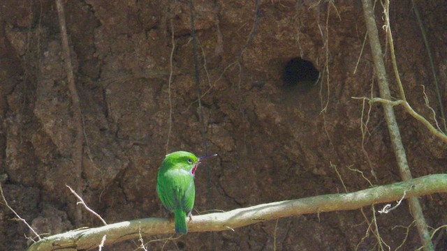 todi portorický - ML433379401