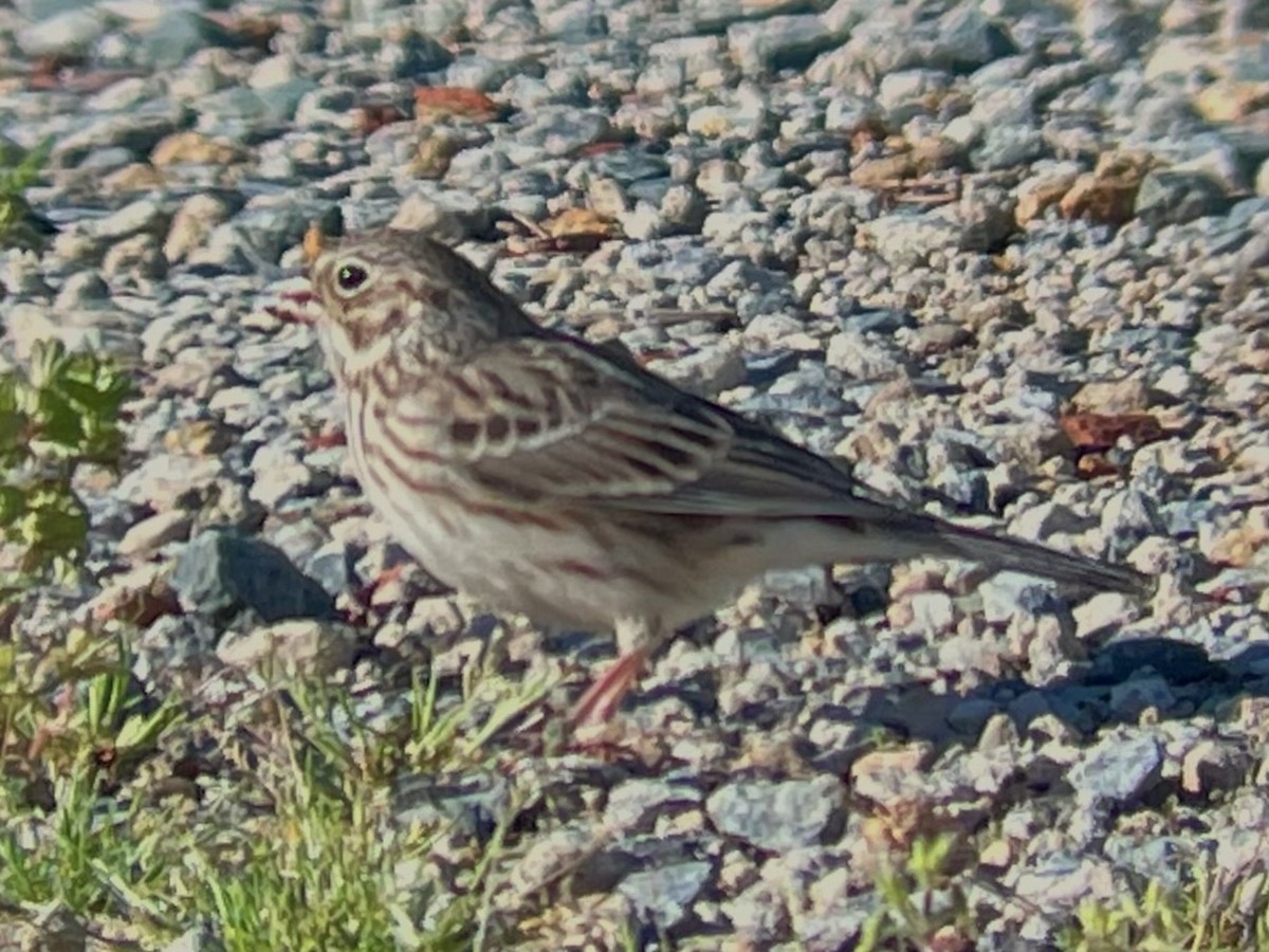 Vesper Sparrow - ML433379821