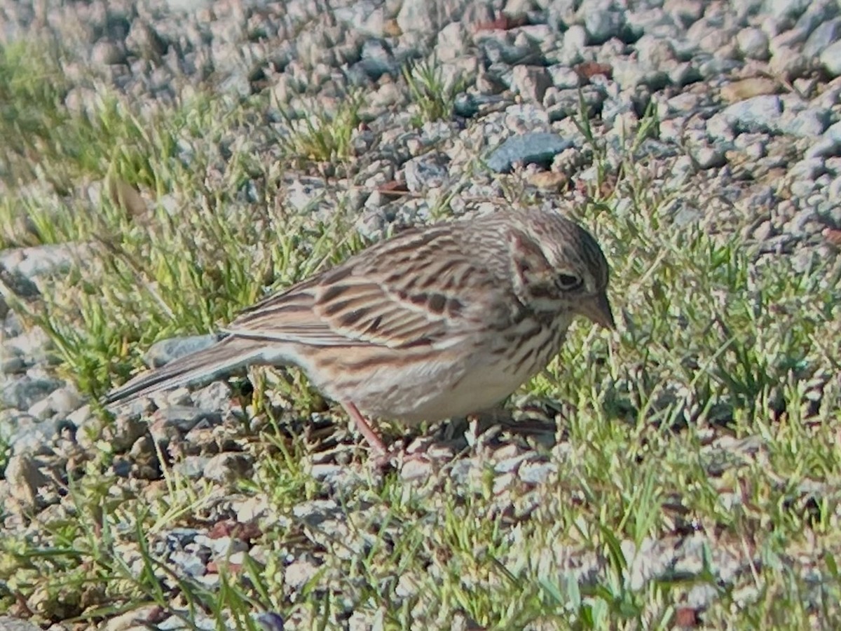 Vesper Sparrow - ML433380041