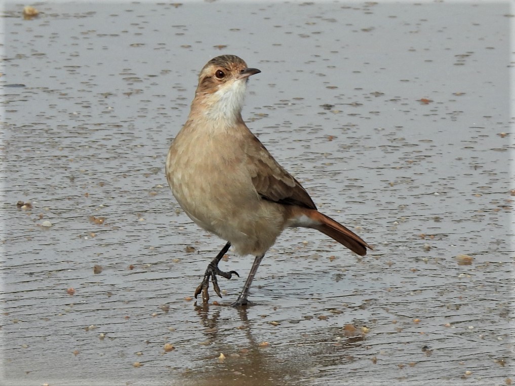 Rufous Hornero - ML433380651