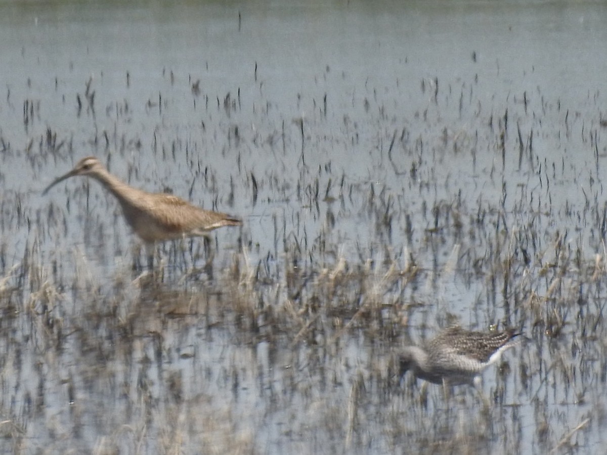 Whimbrel - ML433380731