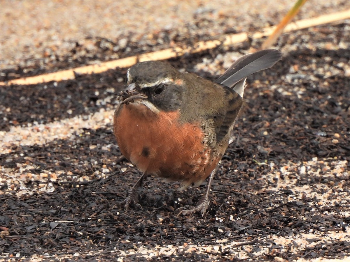 Black-and-rufous Warbling Finch - ML433380881