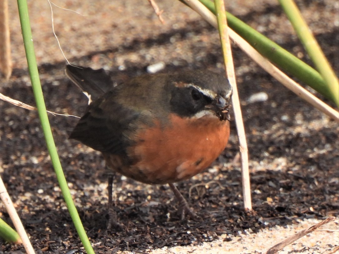 Black-and-rufous Warbling Finch - ML433380971