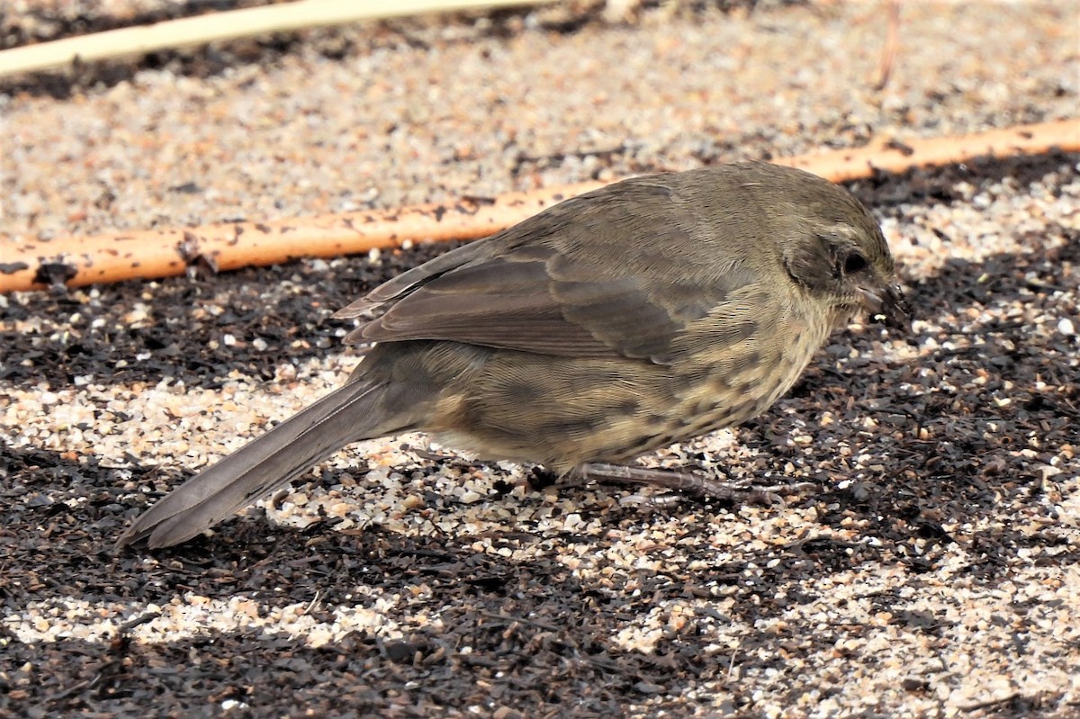 Black-and-rufous Warbling Finch - ML433381081