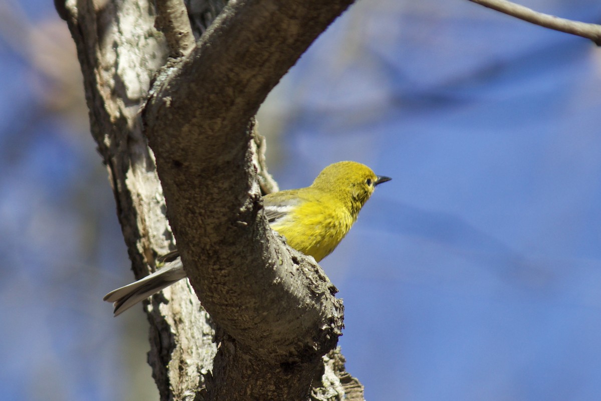 Pine Warbler - ML433381201