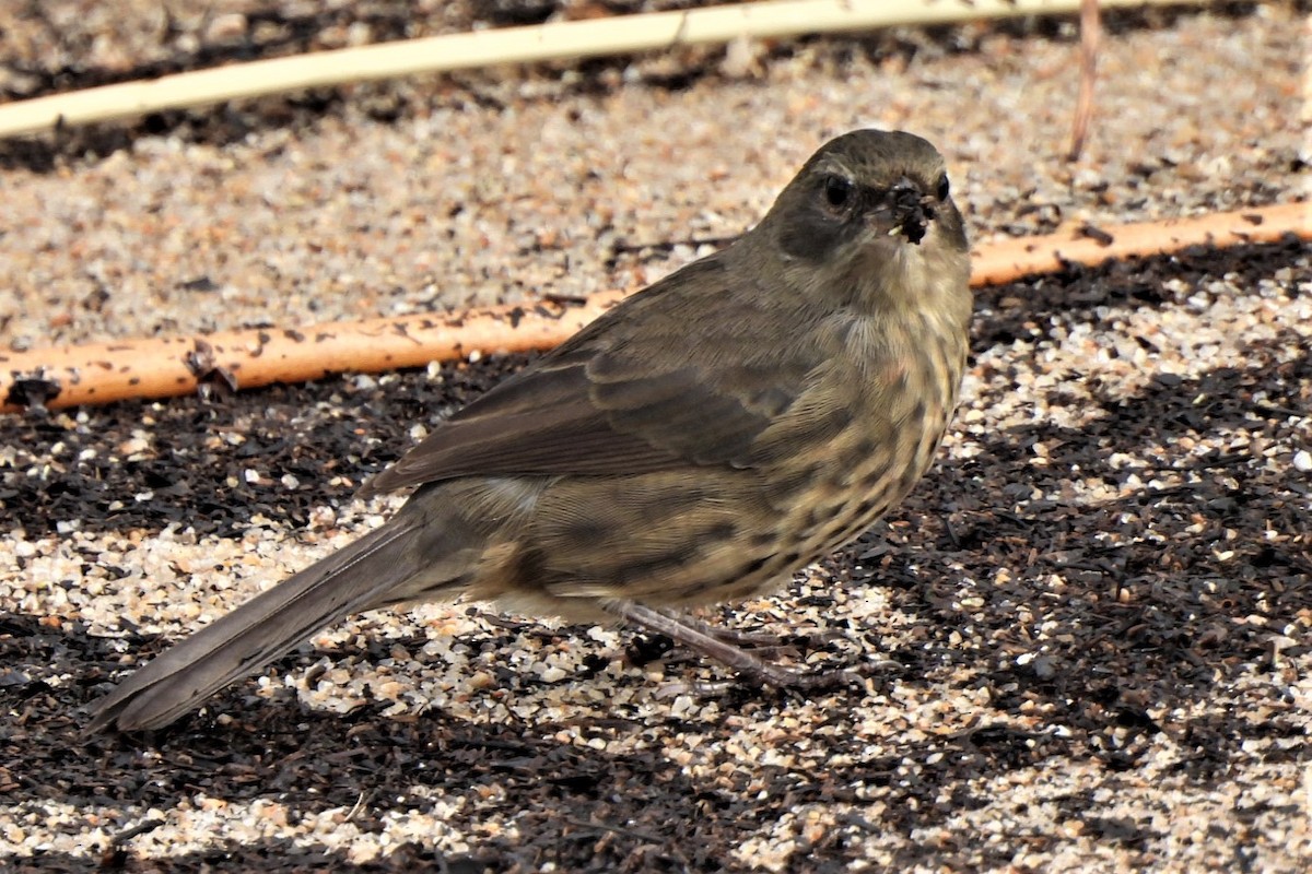 Black-and-rufous Warbling Finch - ML433381421