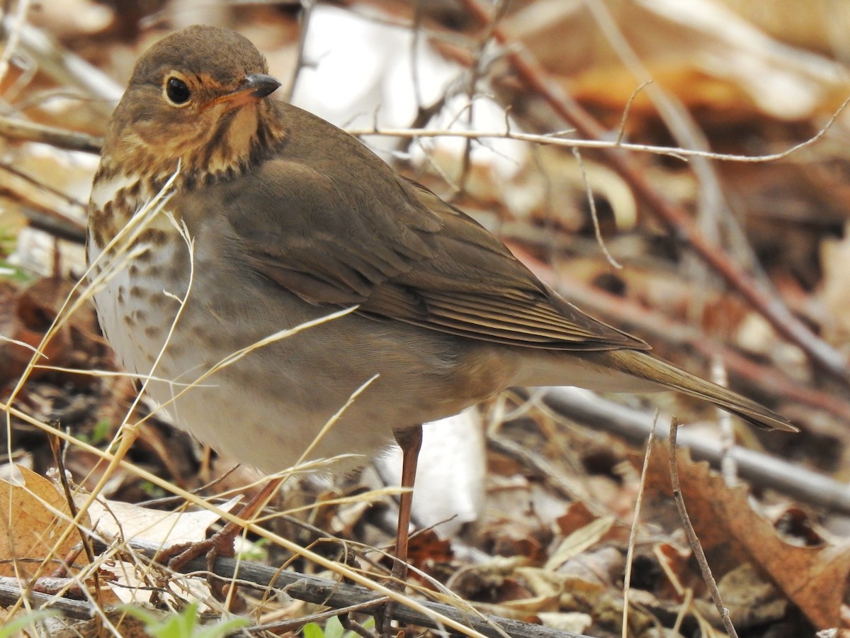 Swainson's Thrush - ML433382621