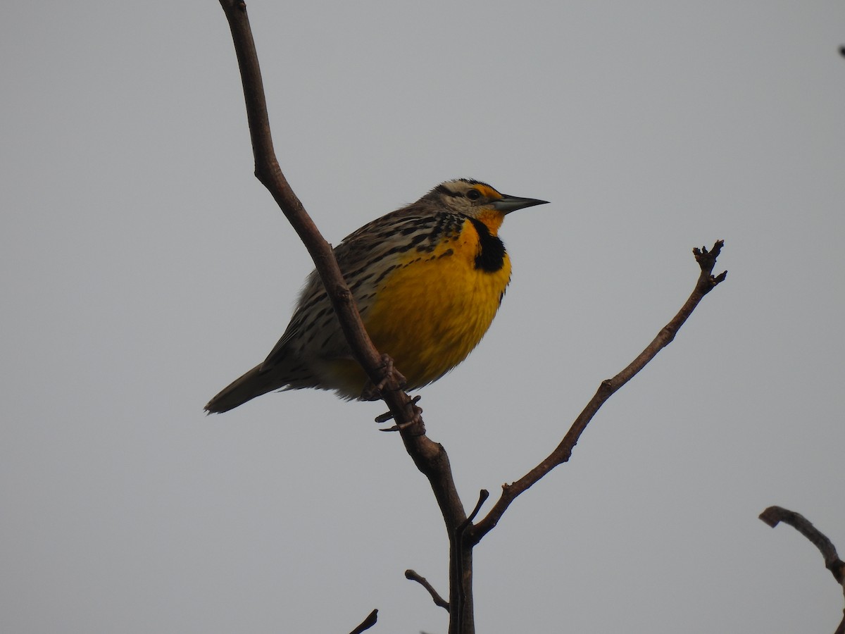 Eastern Meadowlark - ML433383741