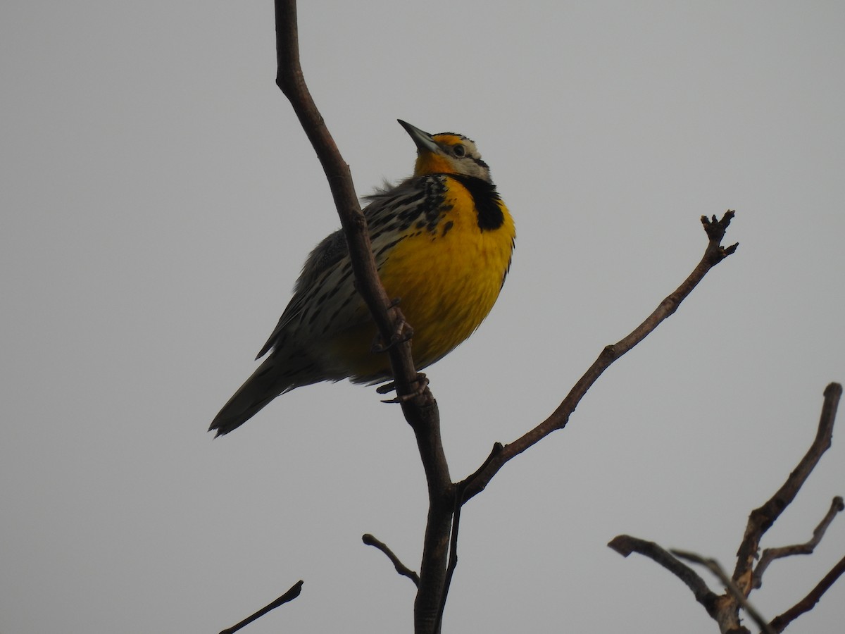 Eastern Meadowlark - ML433383761