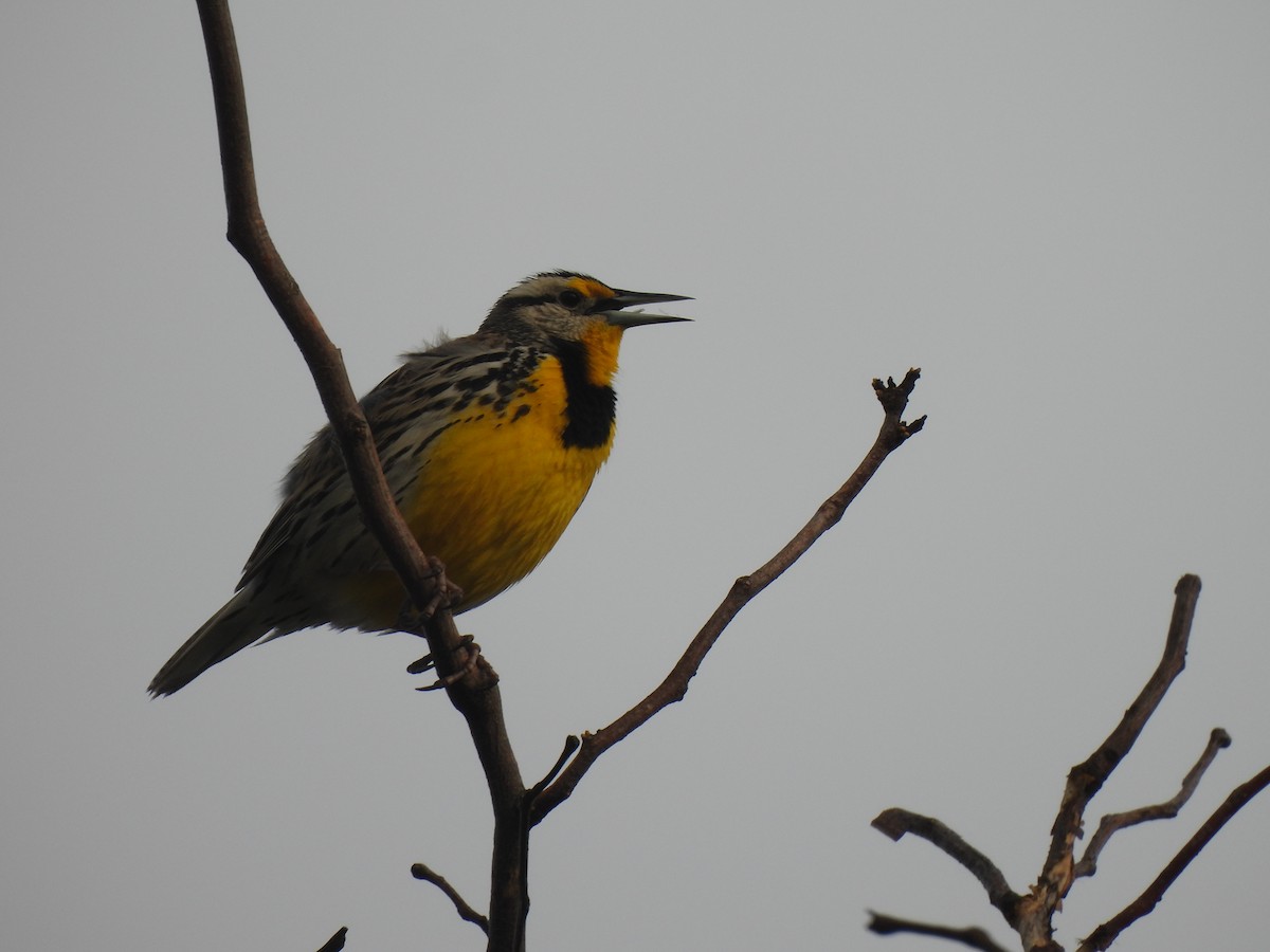 Eastern Meadowlark - ML433383851