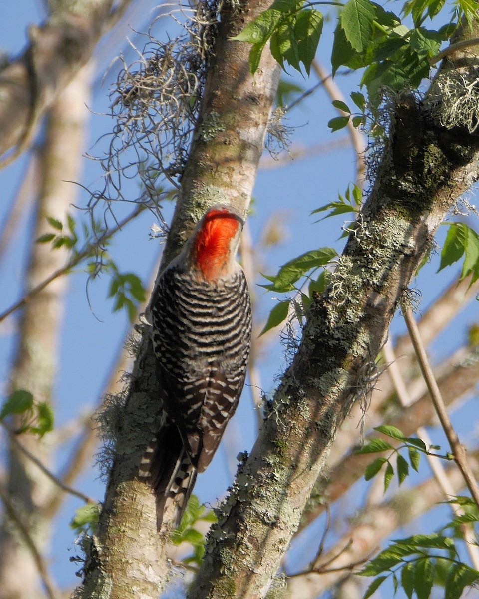 Red-bellied Woodpecker - ML433384001