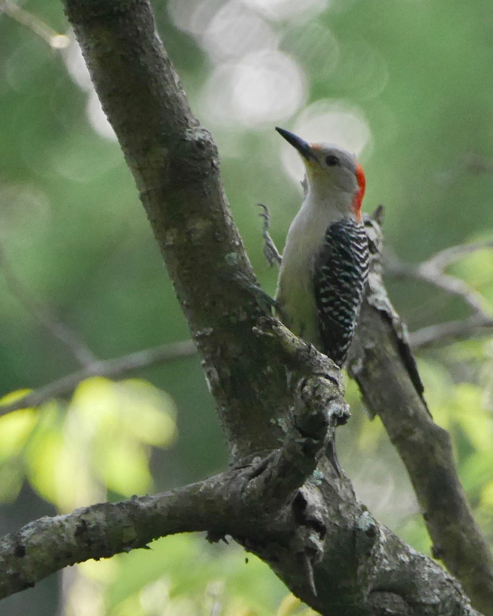 Red-bellied Woodpecker - Mark W11 Kulstad