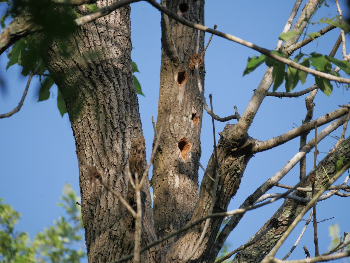 Red-bellied Woodpecker - ML433384041