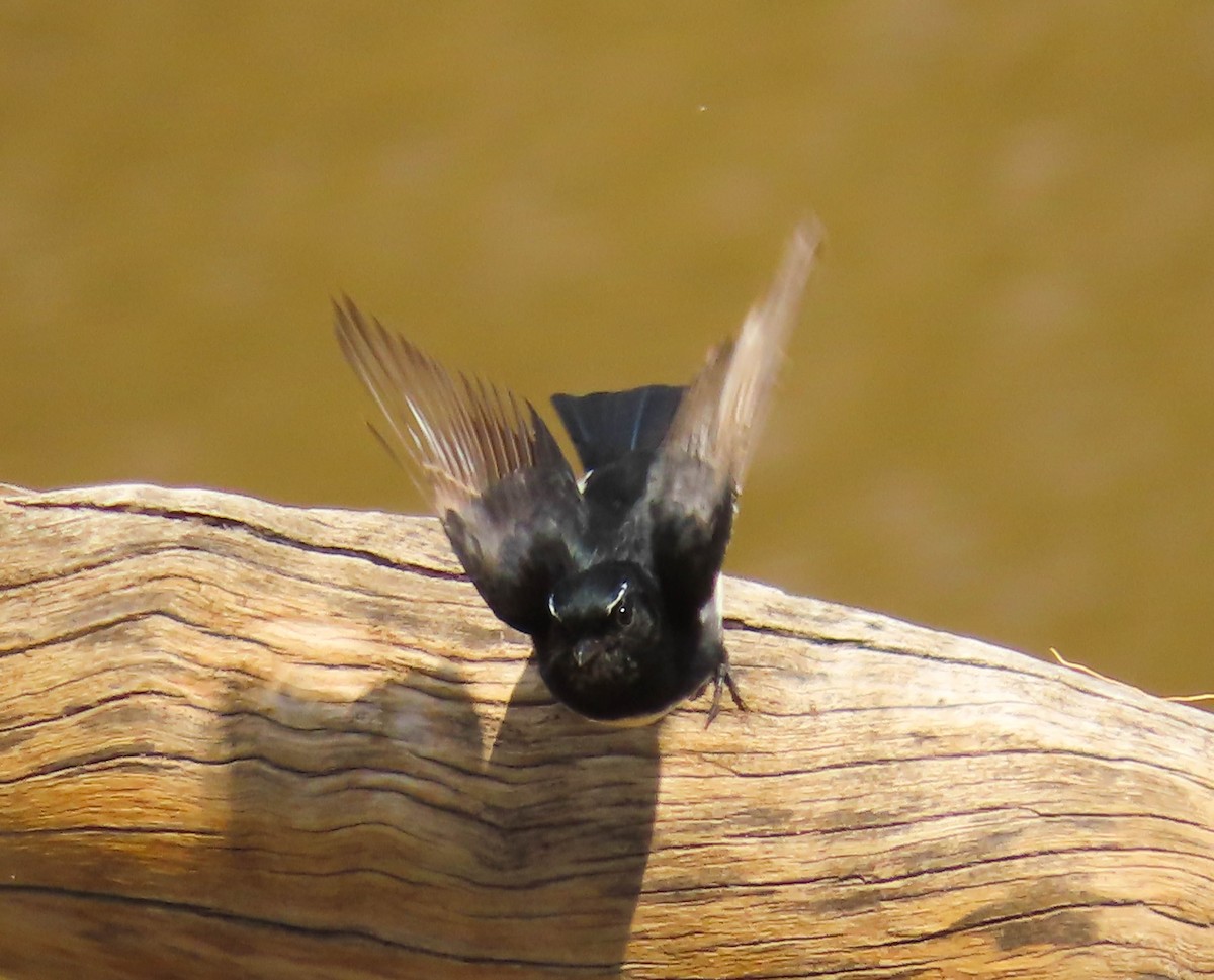 Willie-wagtail - ML433384721