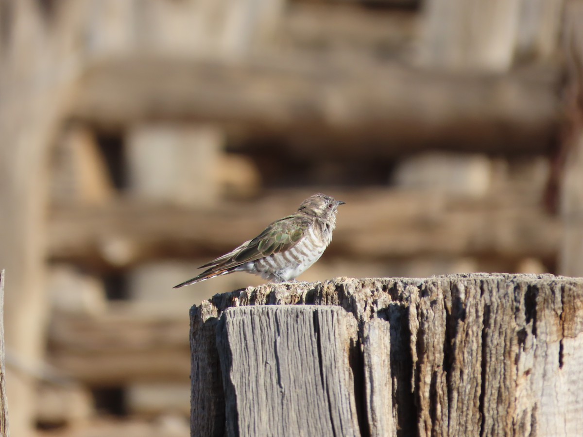 Horsfield's Bronze-Cuckoo - ML433387231