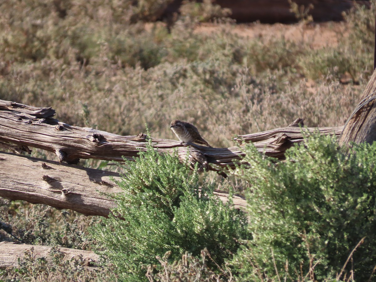 Horsfield's Bronze-Cuckoo - ML433387251