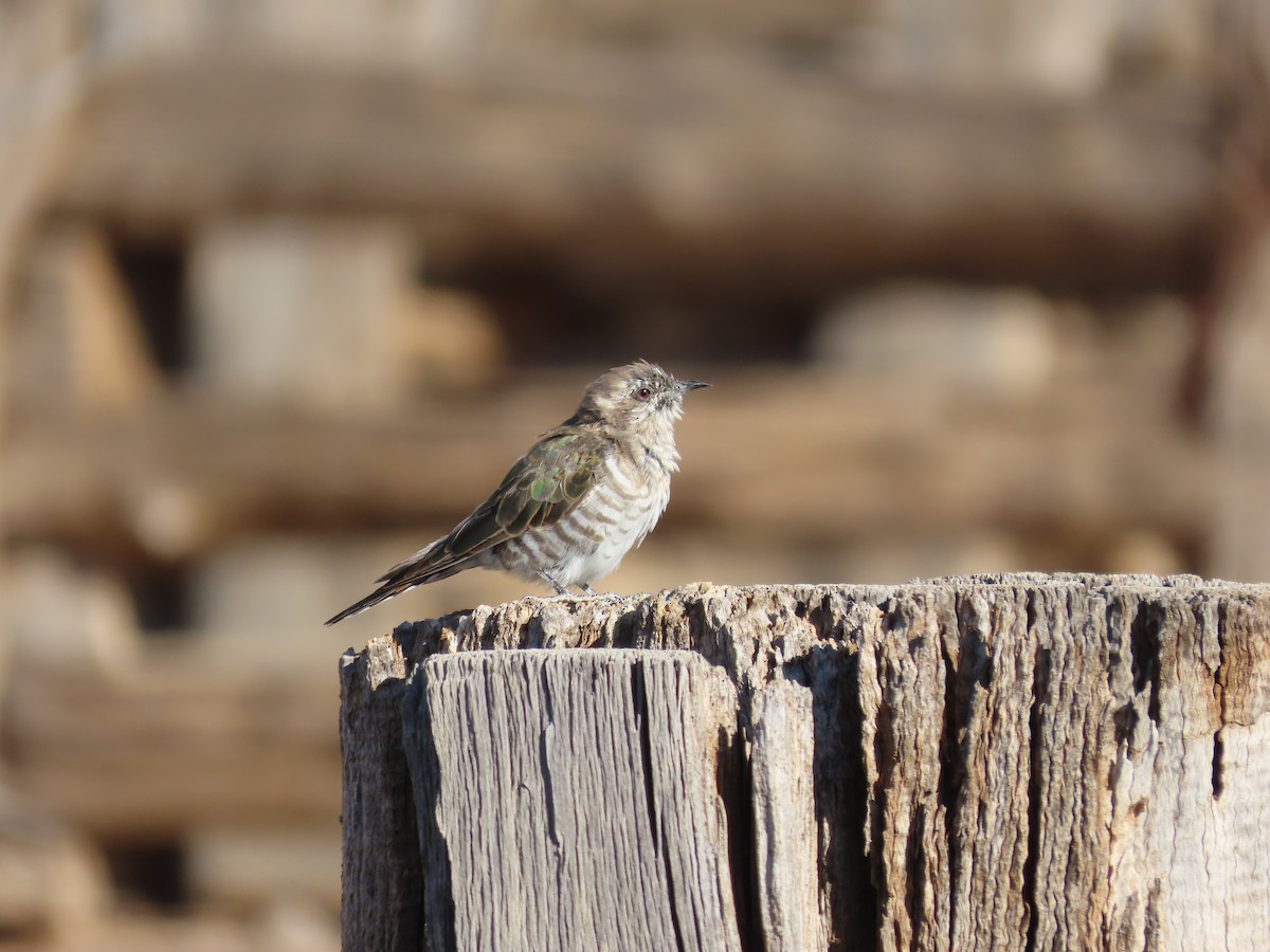 Horsfield's Bronze-Cuckoo - ML433387261