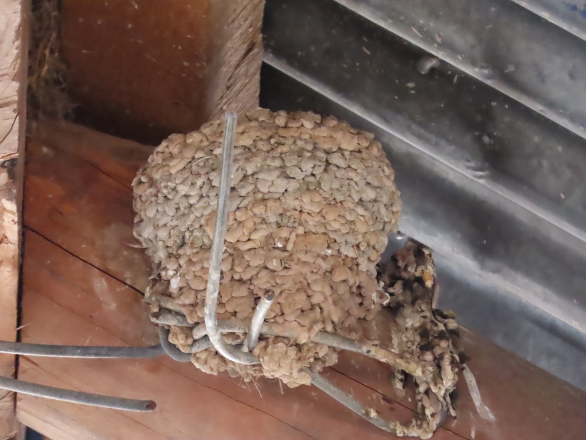 Welcome Swallow - ML433387291
