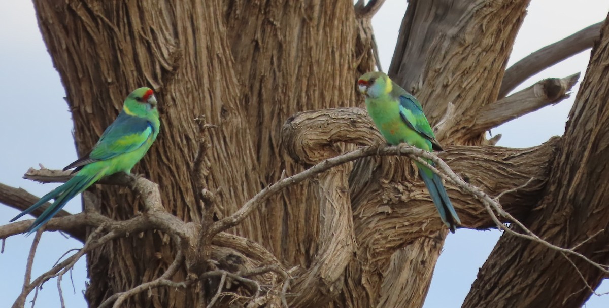 Australian Ringneck (Mallee) - ML433387601