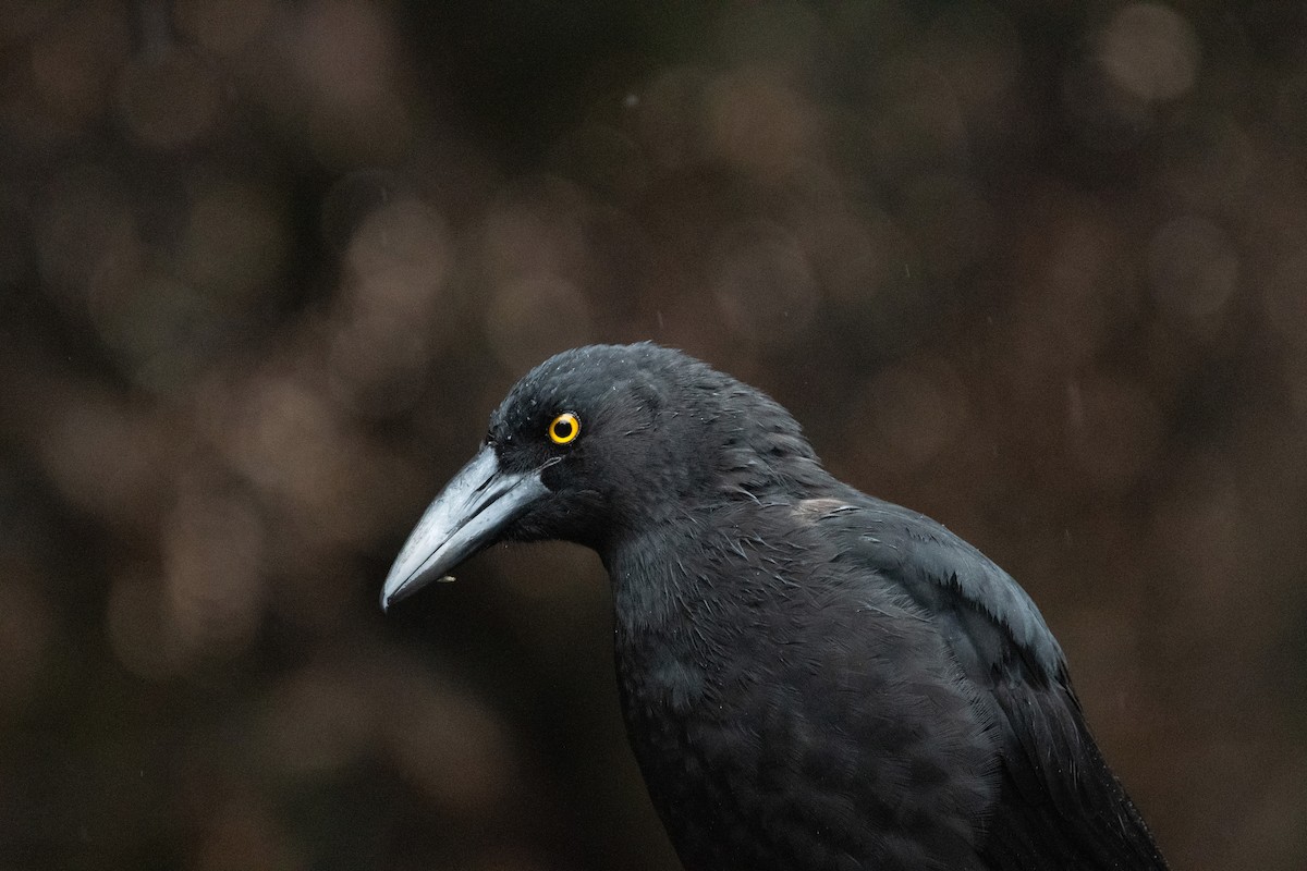 Black Currawong - Nige Hartley