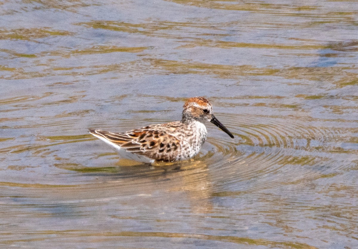 Western Sandpiper - ML433389991