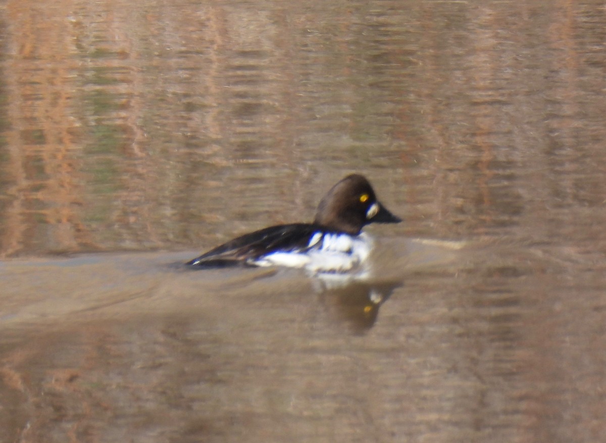 Common Goldeneye - ML433390241