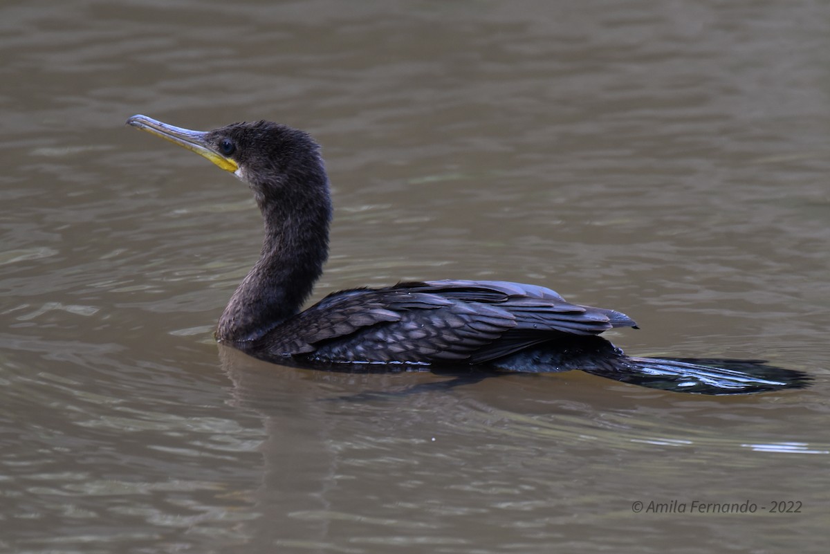 Cormoran de Vieillot - ML433390311