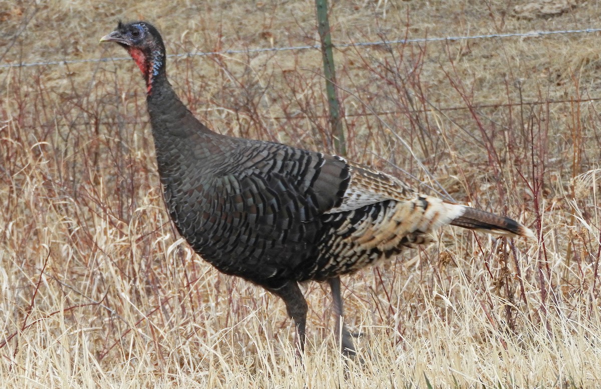 Wild Turkey - Ray Wershler