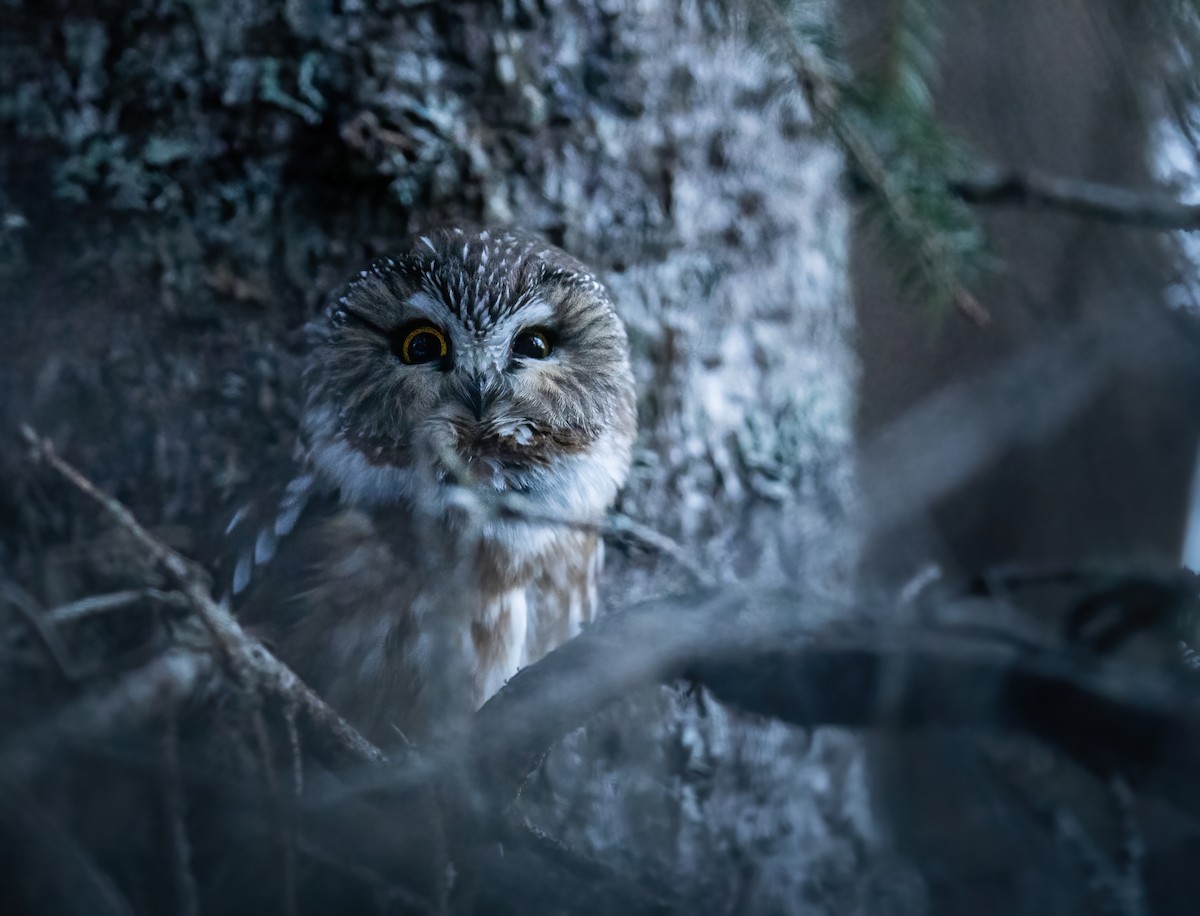 Northern Saw-whet Owl - ML433390971