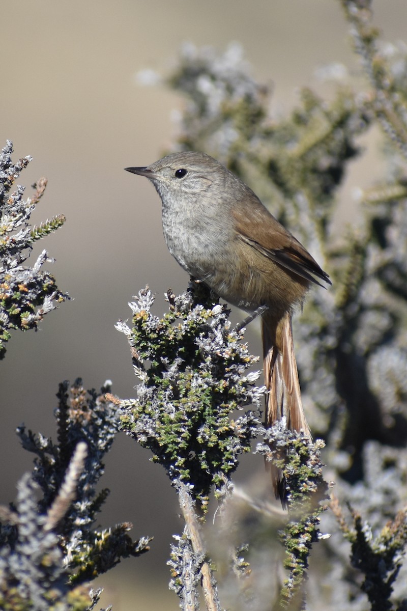 Sharp-billed Canastero - Damián Ganime