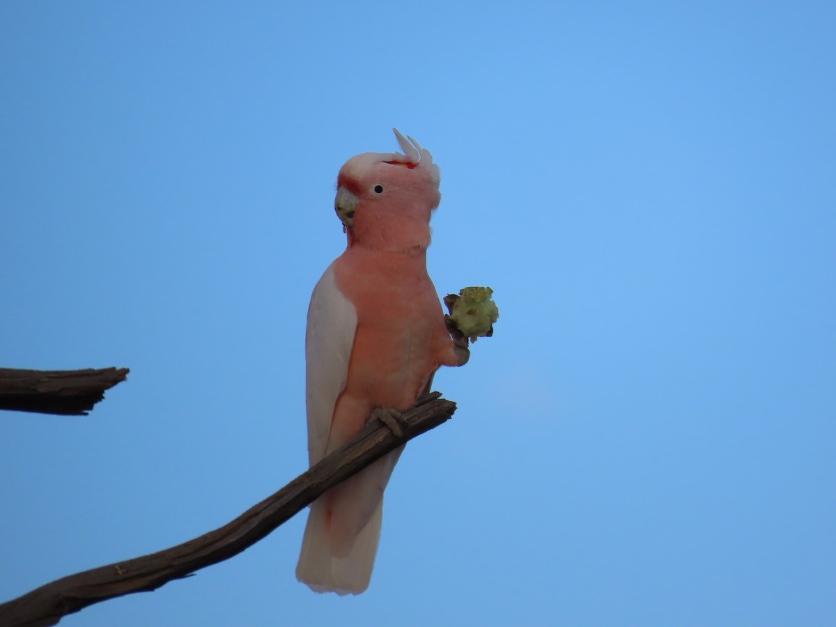Pink Cockatoo - ML433391721