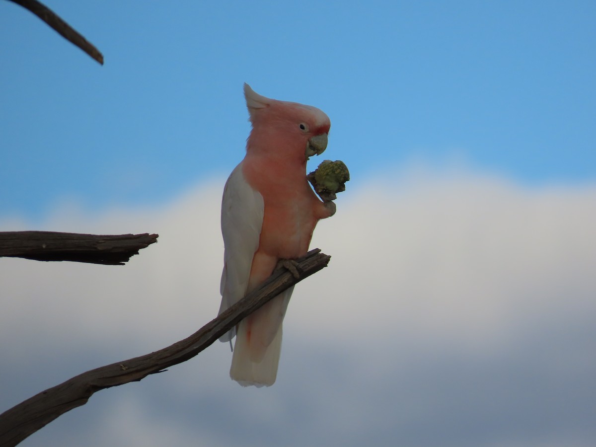 Pink Cockatoo - ML433391781
