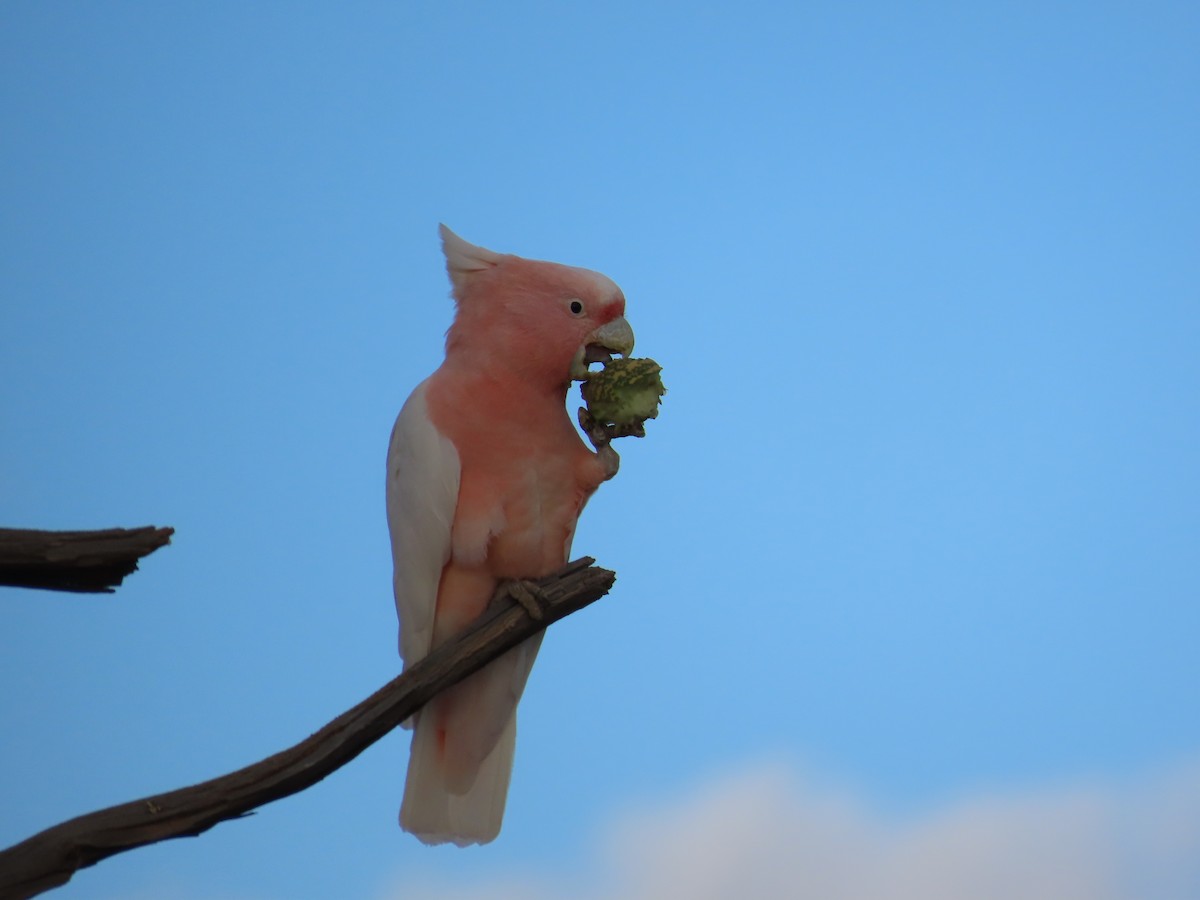 Pink Cockatoo - ML433391811
