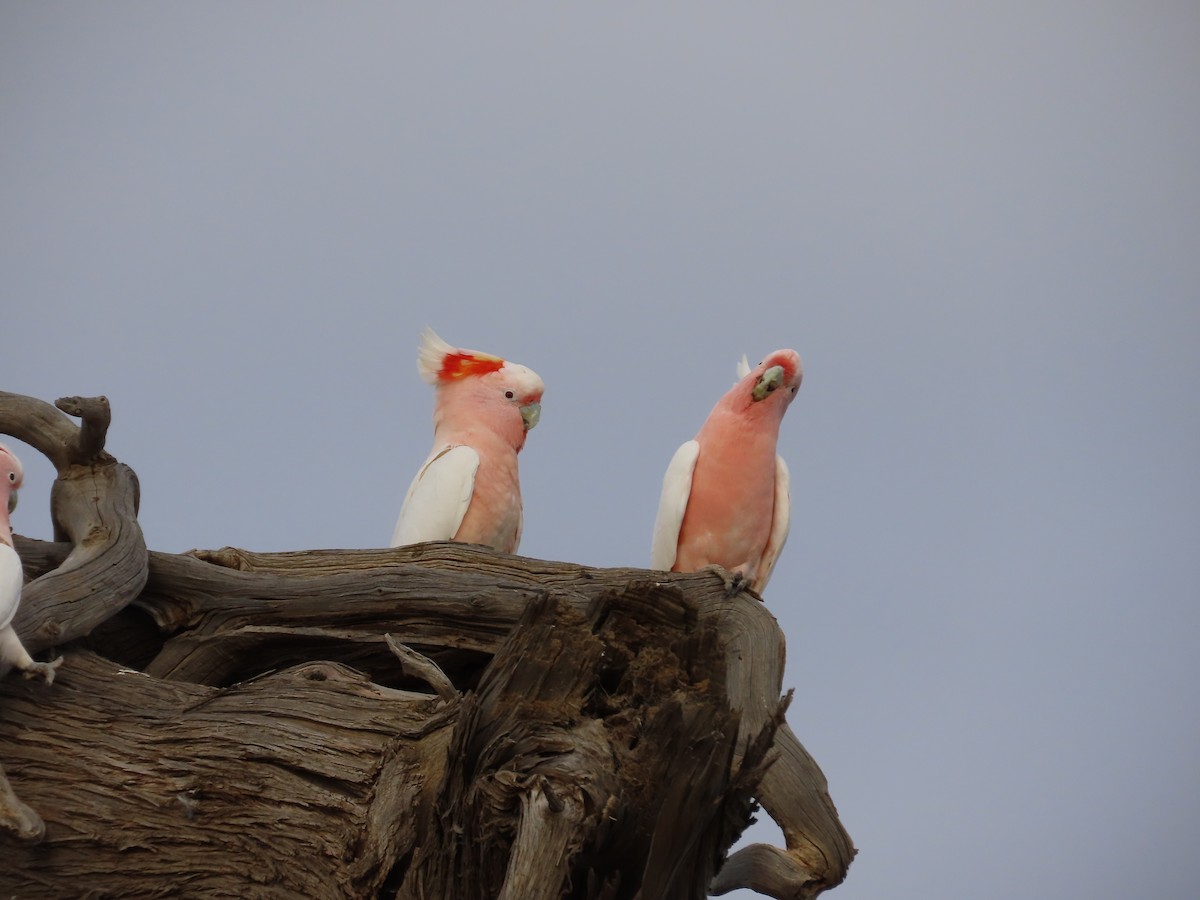 Pink Cockatoo - ML433391821